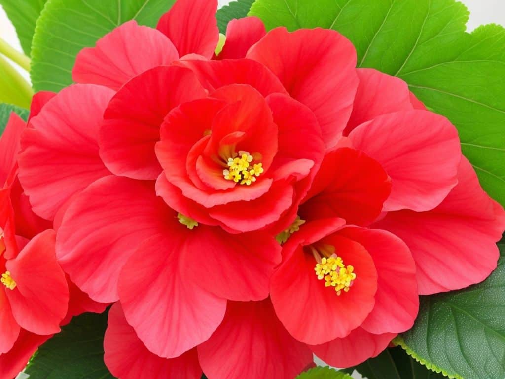 Begonia Flower: Meaning And Symbolism - FloristEmpire