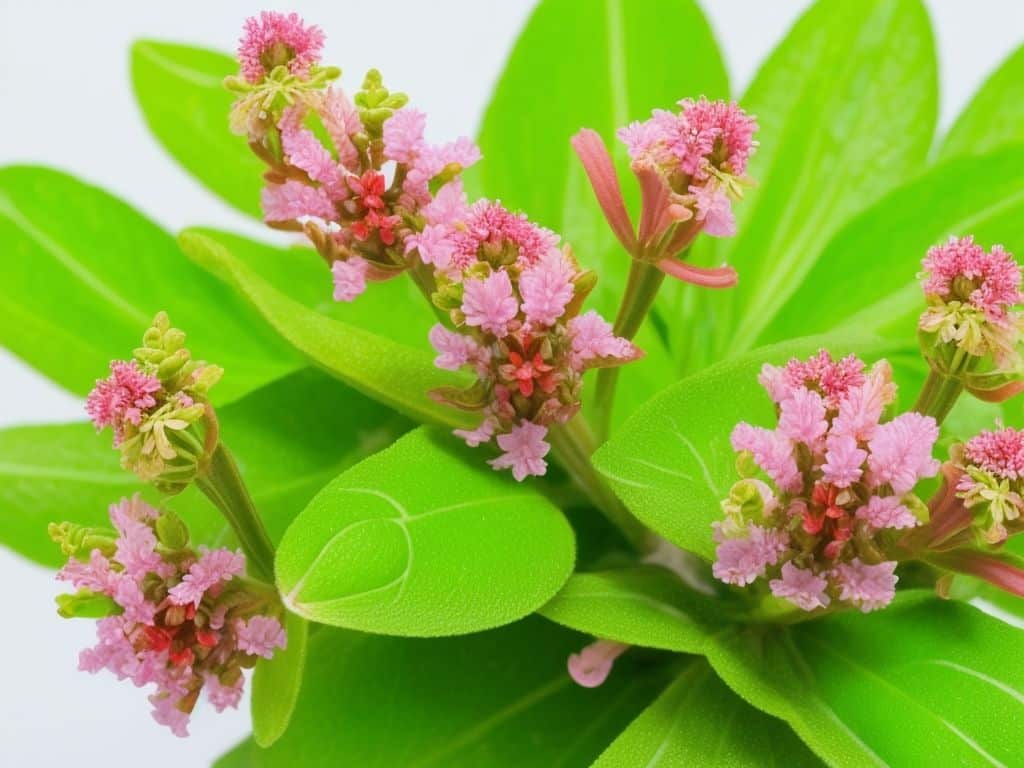 Marjoram Flower Significance and Meaning FloristEmpire