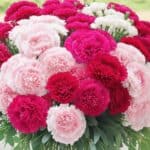 Carnations